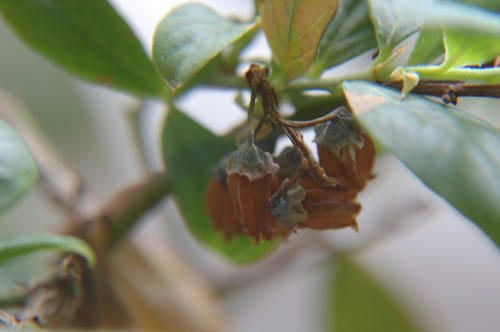 ベランダ菜園 