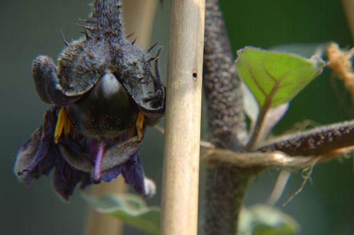 ベランダ菜園 