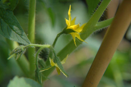 ベランダ菜園 