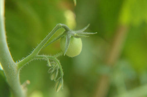 ベランダ菜園 