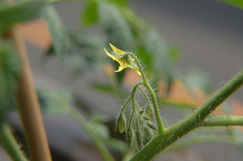 ベランダ菜園 
