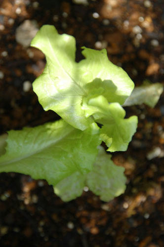 ベランダ菜園 