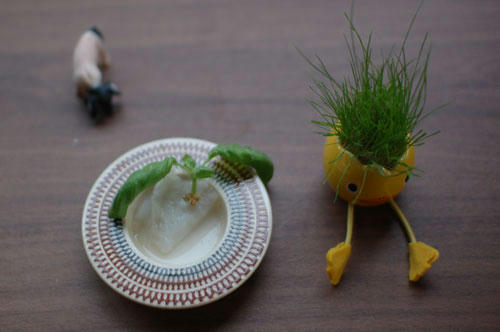 ベランダ菜園 
