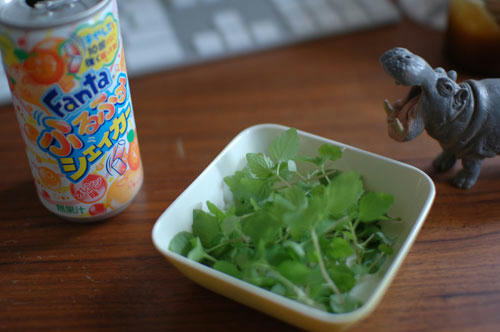 ベランダ菜園 