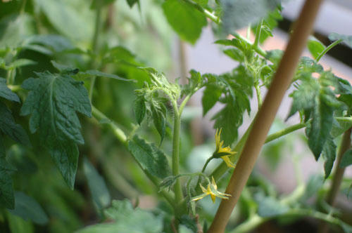 ベランダ菜園 