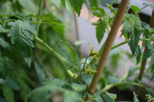 ベランダ菜園 