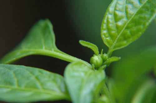 ベランダ菜園 
