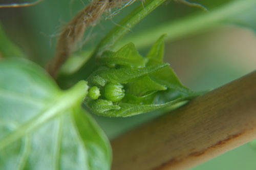 ベランダ菜園 
