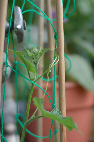 ベランダ菜園 