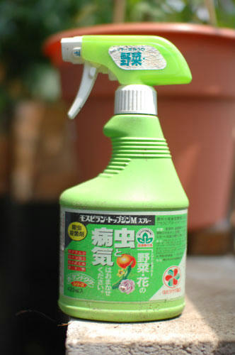 ベランダ菜園 