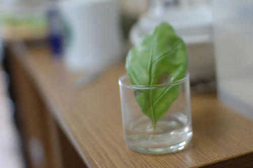 ベランダ菜園 