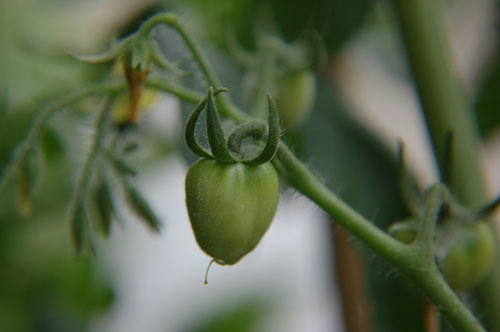 ベランダ菜園 