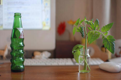 ベランダ菜園 