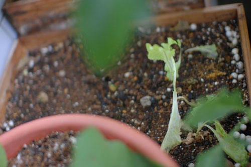 ベランダ菜園 