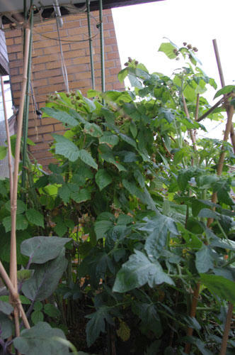 ベランダ菜園 