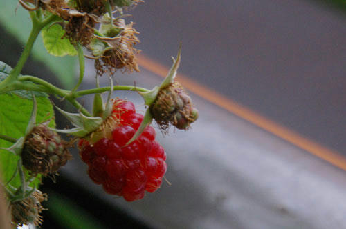 ベランダ菜園 