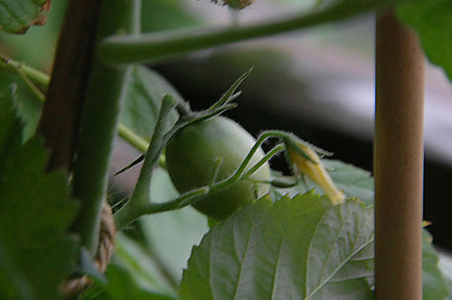 ベランダ菜園 