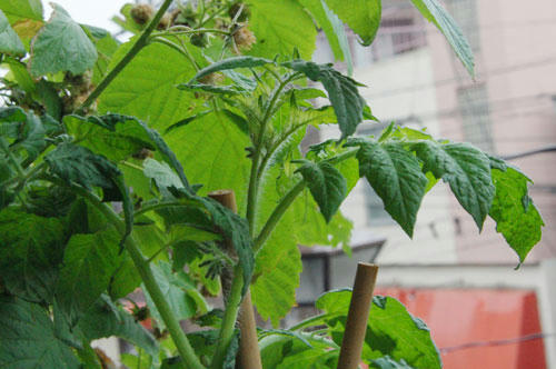 ベランダ菜園 