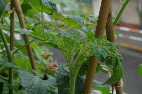 ベランダ菜園 