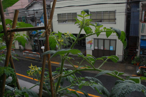 ベランダ菜園 
