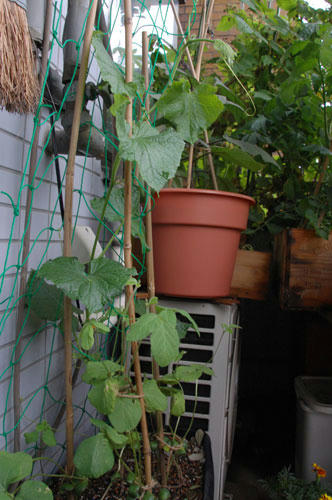 ベランダ菜園 