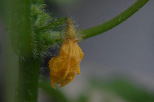 ベランダ菜園 