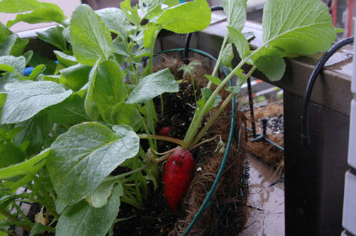 ベランダ菜園 