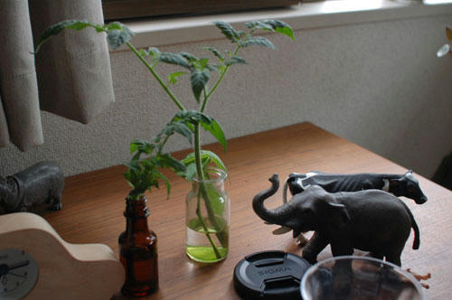 ベランダ菜園 
