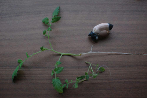 ベランダ菜園 