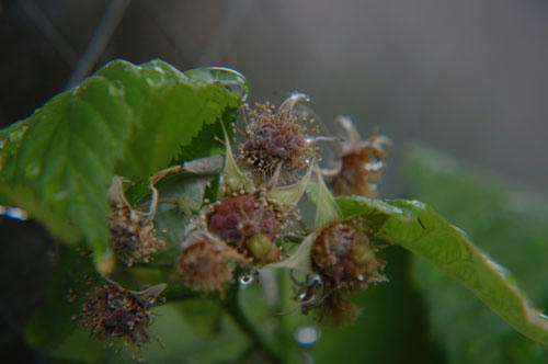 ベランダ菜園 
