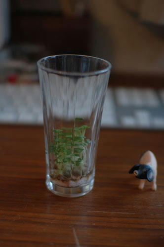 ベランダ菜園 