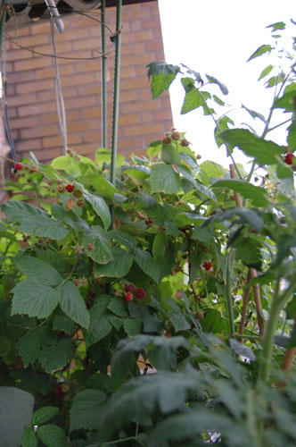 ベランダ菜園 