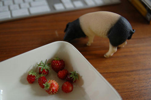 ベランダ菜園 