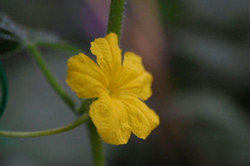 ベランダ菜園 