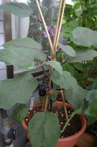 ベランダ菜園 