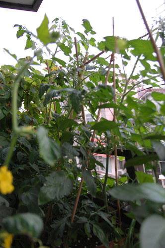ベランダ菜園 