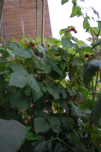 ベランダ菜園 