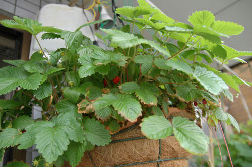 ベランダ菜園 