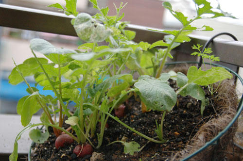 ベランダ菜園 