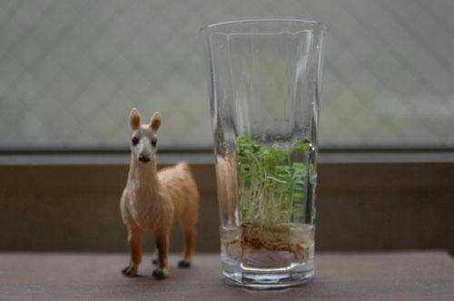 ベランダ菜園 