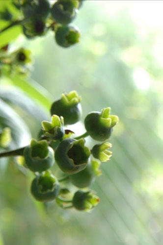 ベランダ菜園 