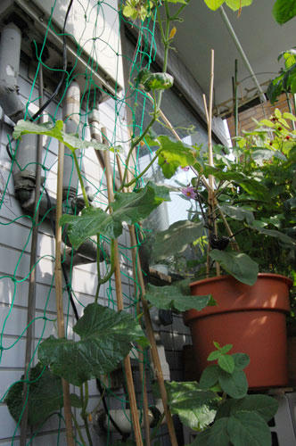 ベランダ菜園 
