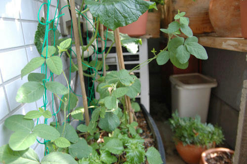 ベランダ菜園 