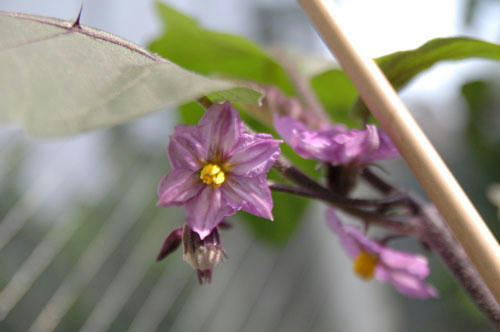 ベランダ菜園 