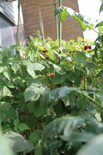 ベランダ菜園 