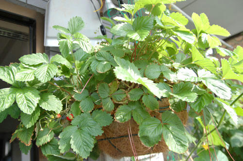 ベランダ菜園 