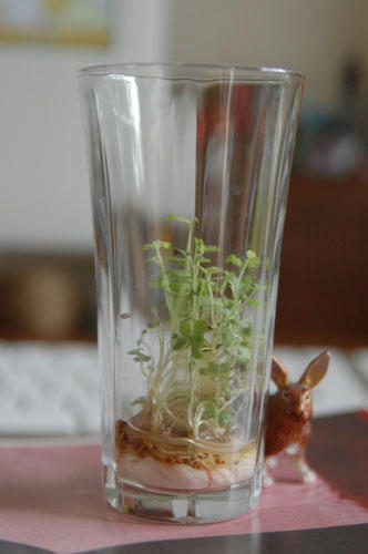 ベランダ菜園 