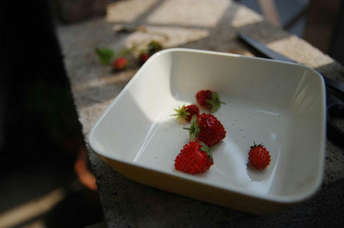 ベランダ菜園 