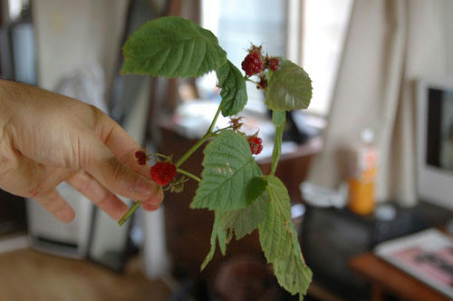ベランダ菜園 