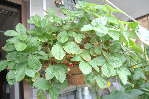 ベランダ菜園 